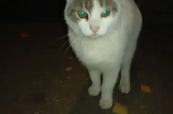 Найдена кошка, Владимир, фото: Ласковый кот найден, ул. Горького 77, Владимир