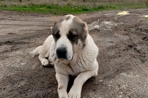 Бело-серая собака найдена в Гвардейском