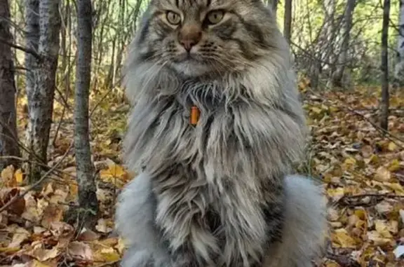 Пропала кошка, Черноисточинск, Свердл.