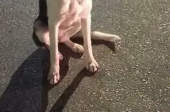 Найдена собака, , фото: Собака найдена на Севастопольском шоссе