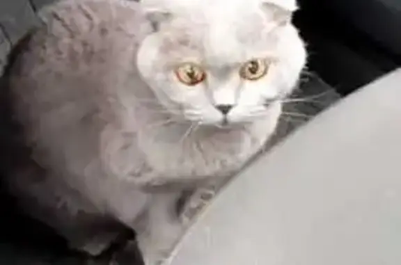 Найдена кошка, городской округ Сургут, фото: Британская кошка найдена, ул. Пушкина