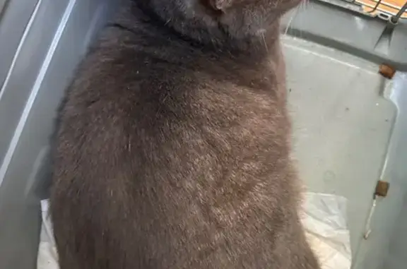 Найдена кошка, Тверь, фото: Найден серый кот, ул. Тамары Ильиной, 35