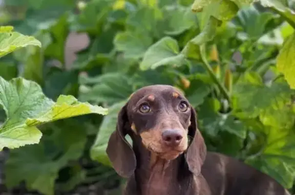 Пропала такса, Ракетная 9, Симферополь