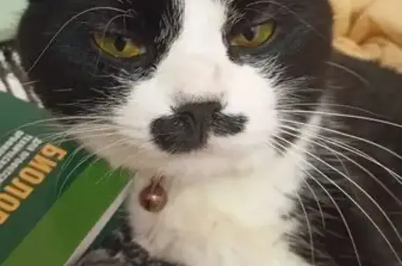 Кошки потеряшки, Краснодарский край, фото: Потеряшка кошка в Лабинске, Краснодарский край