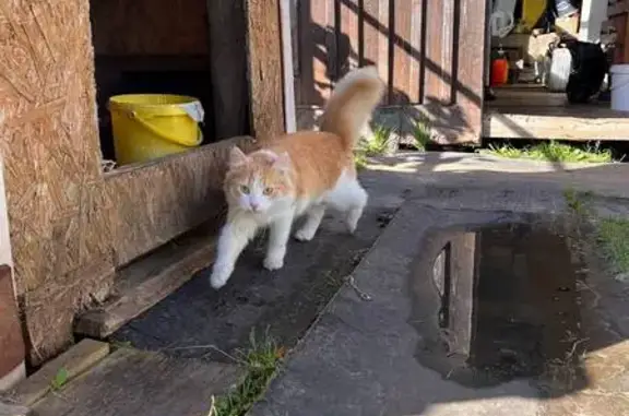 Найдена кошка, Пирогово (Удмуртия), фото: Кошка найдена: Аэродромная 19, Пирогово