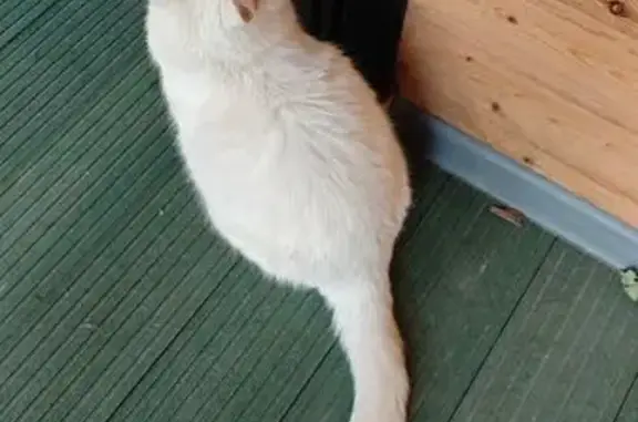 Найдена кошка, , фото: Кошка найдена: ул. Лопарева, 131, Нижневартовск