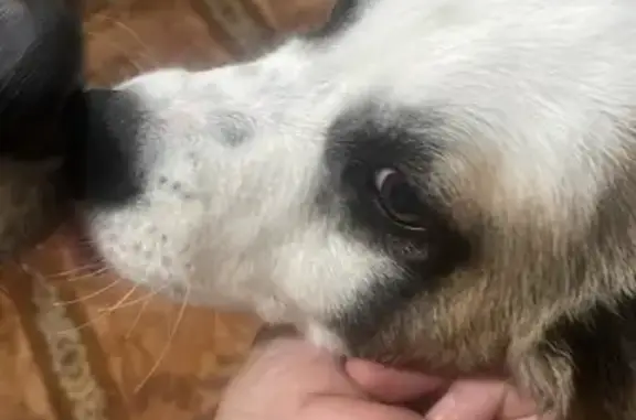 Найдена собака, Одоевского 65, Волгоград