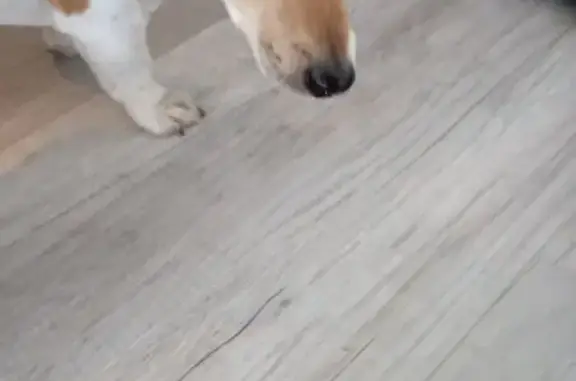 Найдена собака, Ярославль, фото: Джек Рассел найден: Сосновая 11, Ярославль