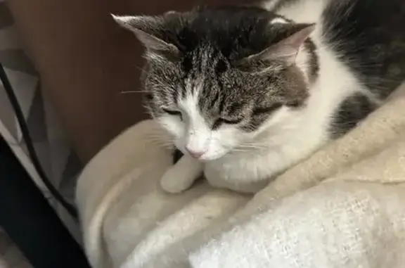 Пропала кошка, Садовый пер., Наб. Челны