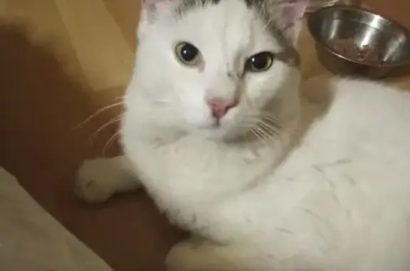 Найдена кошка на Можайской 22/3, СПб