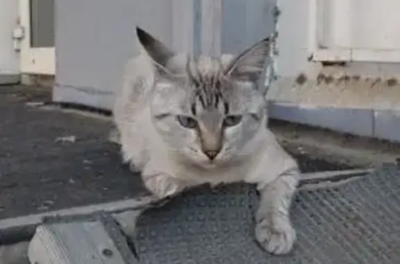 Кошка найдена: бульвар Энгельса, 26