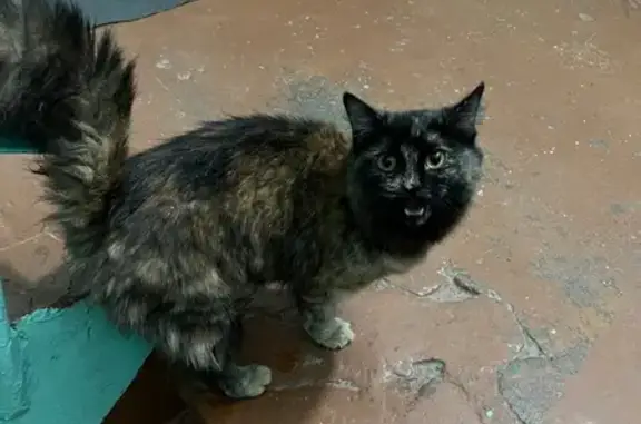 Найдена кошка, Петропавловск-Камчатский, фото: Кошка найдена: Терешковой 8, Петропавловск