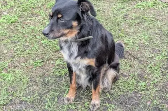 Собака найдена: Храмцовская, Свердловская область