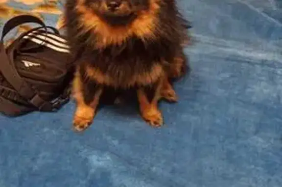 Пропала собака, ул. Ленина, Цандрипш