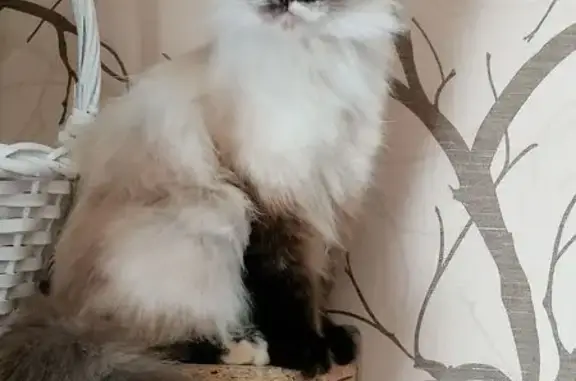 Кошки потеряшки, Камышловский городской округ, фото: Потеряшка сиамская кошка, ул. Механизаторов 26