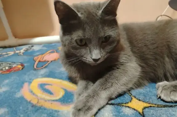 Кошки потеряшки, Томск, фото: Потеряшка кошка, ул. 79-й Гв. Дивизии, 12