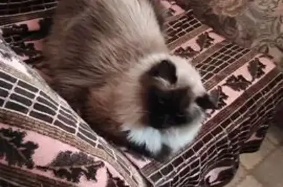 Кошки потеряшки, Войскорово, фото: Потеряшка кошка, Войскорово, 10