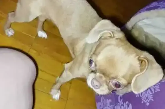 Собаки потеряшки, , фото: Потеряшка рыжая собака в селе Богатовка