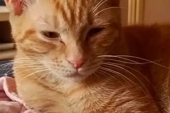 Кошки потеряшки, Усинск, фото: Потеряшка кошка, ул. Строителей 6, Усинск