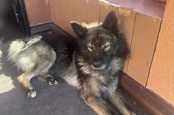 Найдена собака, Пензенская область, фото: Собака найдена в Богословке, Пенз. обл.