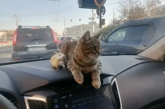 Пропала кошка, Вышгородское с/п, Рязань