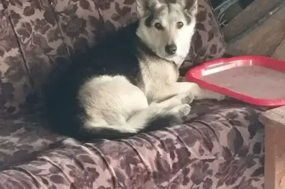 Собака найдена, Заводская 88Б, Кр. Яр