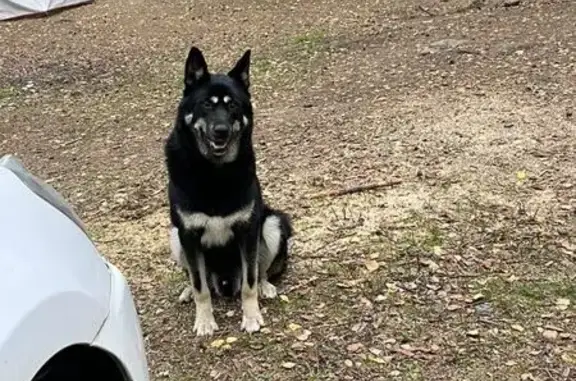 Найдена собака, Посёлок имени Свердлова, фото: Собака найдена: Западный проезд, пос. Свердлова