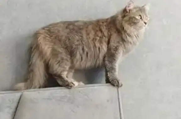 Кошки потеряшки, Йошкар-Ола, фото: Потеряшка кошка, Йывана Кырли 31, Йошкар-Ола