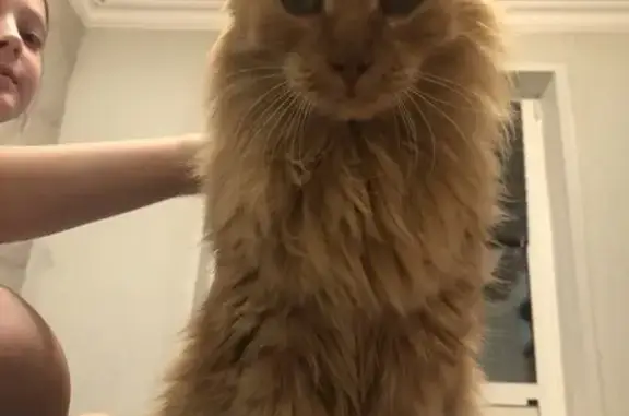 Найдена кошка, Красноярск, фото: Кошка найдена на ул. Тимошенкова, 189