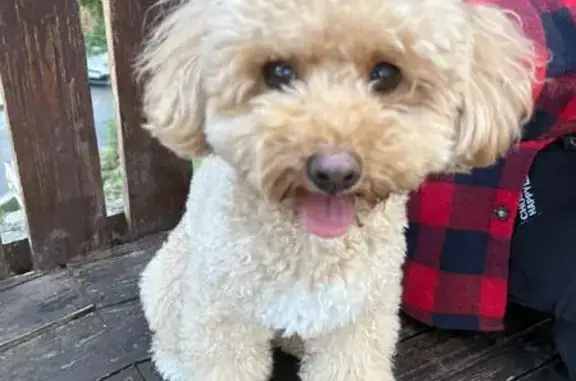 Найдена собака на Альпийской, 27А, Сочи