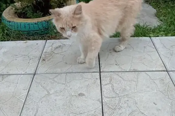 Найдена кошка, , фото: Кошка найдена: Спортивная ул., 26