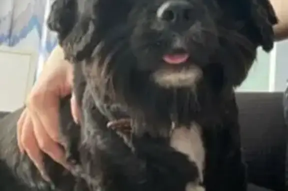 Пропала собака, 34К-114, Петрилово