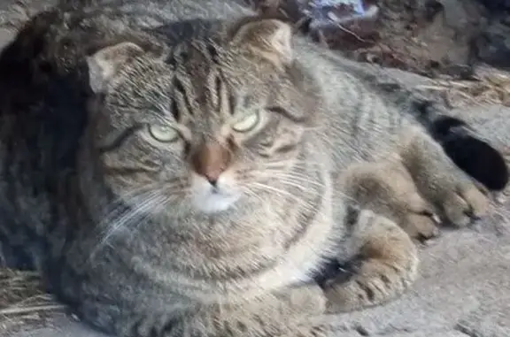 Кот в подвале дома, Ленинский пр. 22