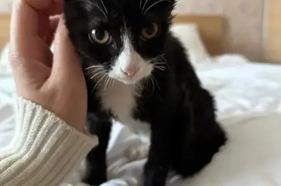 Найдена ласковая кошка, Омск, Омск. обл.