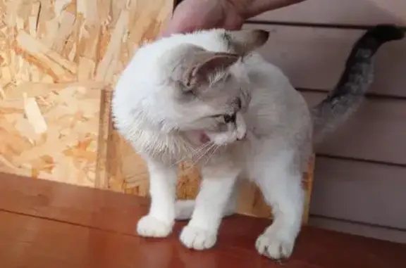 Найдена кошка, , фото: Котёнок найден: Тополиный, МО