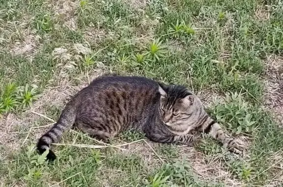 Пропала кошка, ул. Б. Хмельницкого, 9