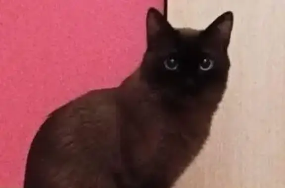 Пропала сиамская кошка, Сергеляхское ш. 12 км