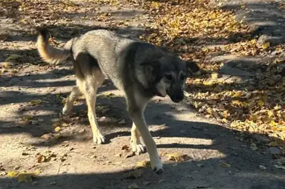 Найдена собака, Звенигород, фото: Найдена собака в Дютьково, 23А Звенигород