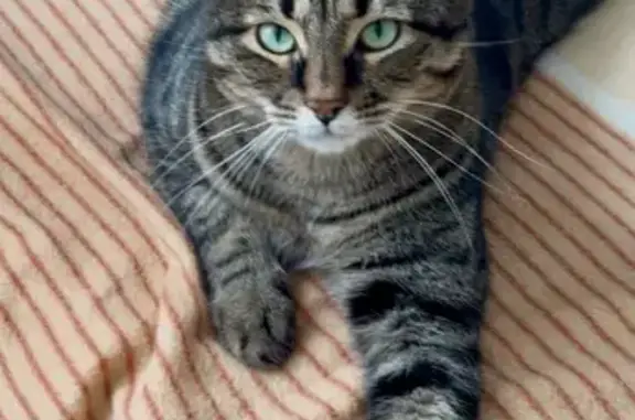 Кошки потеряшки, Приморско-Ахтарск, фото: Потеряшка кошка, ул. Карла Маркса, 1