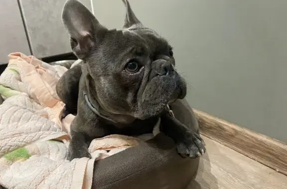 Собака найдена в Сапроново, МО