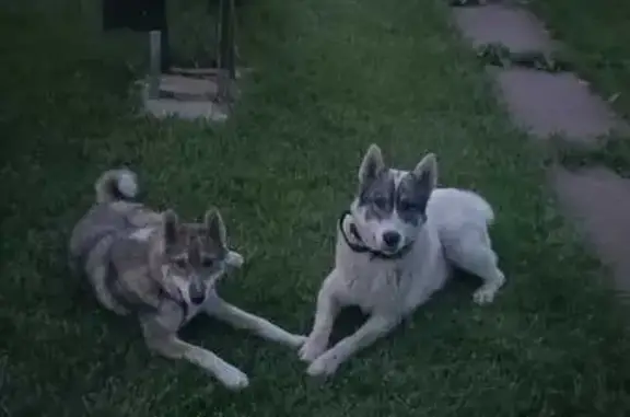 Пропала лайка в Новомаксимовском СП