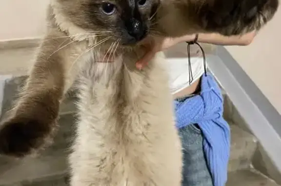 Кошка найдена, ул. Воронова, 12А, Крск