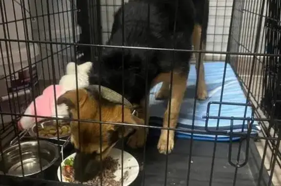 Собака найдена на Привокзальной пл., Волгоград