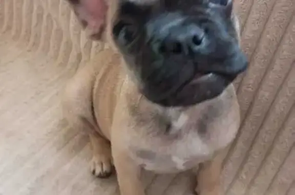 Пропал щенок на ул. Чапаева, Семилуки