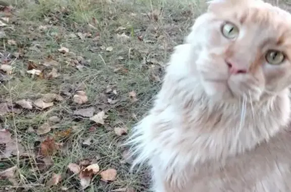 Найдена кошка, Иваново, фото: Найдена кошка Мей Кун, ул. Кузнецова, Иваново