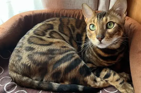 Пропала кошка, Лахтинский пр., 54, СПб