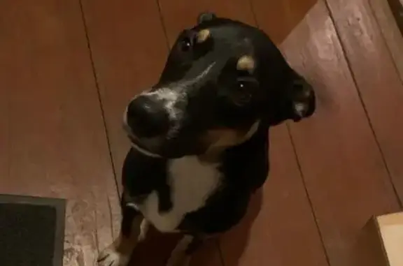 Найдена собака, Владимирская область, фото: Собака найдена, Мележи, Владимирская обл.