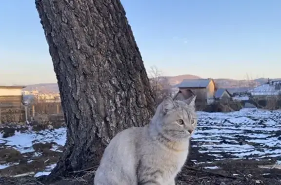 Пропала кошка, ул. Фрунзе, 35, Красноярск