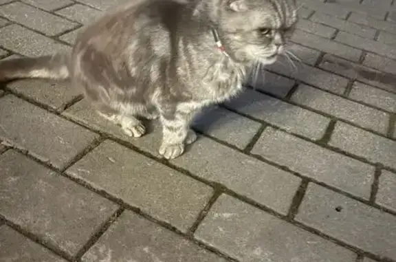 Кот найден на Батецкой улице, Вел. Новгород