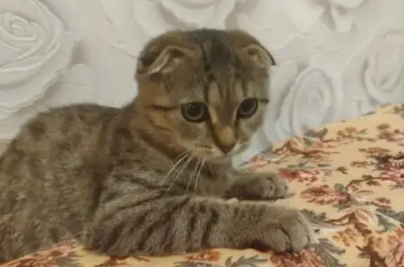 Кошка найдена на ул. Левитана, 38А, Владимир